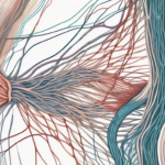 Various muscle fibers intertwined with nerve pathways